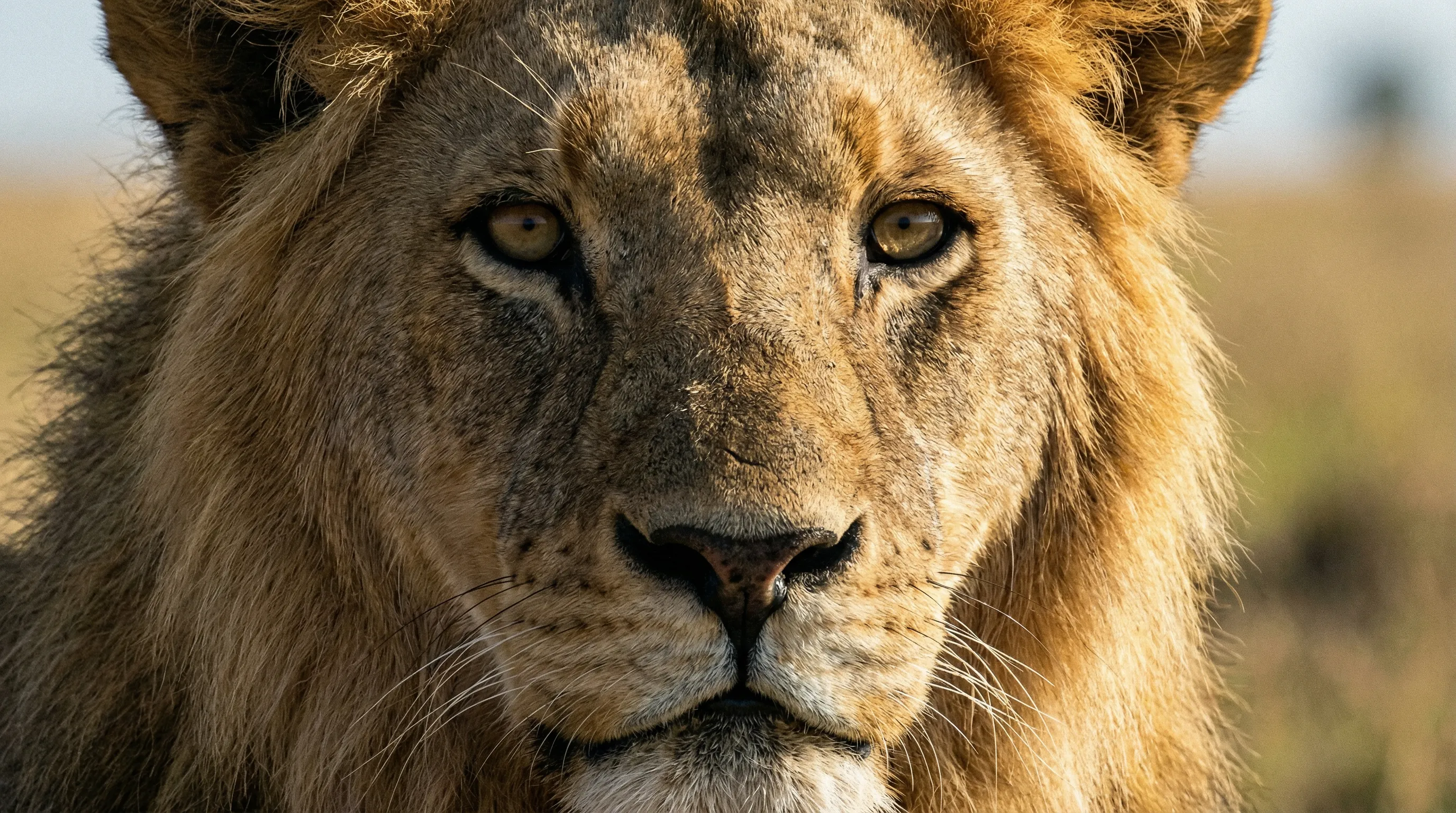 Photorealistic 4K Output (4 Megapixels)